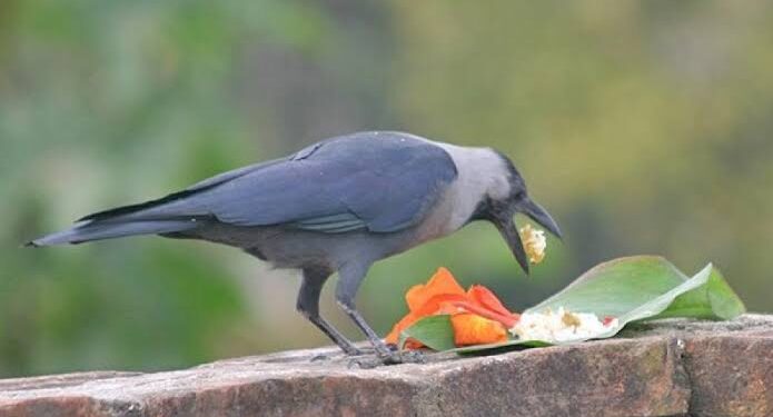 यमपञ्चकको पहिलो दिन,आज काग तिहार