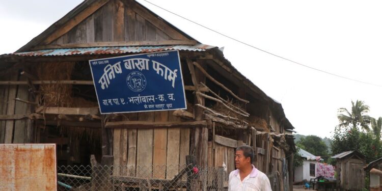 बाख्रा पालन व्यवसायबाट लाखौं आम्दानी