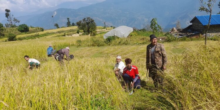 असिनापानीले तीन सय ५५ रोपनीमा लगाएको धान र कोदो नष्ट
