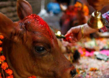 तिहारको चौँथो दिन आज गाईको पूजाआजा गरी मनाइँदै, गोवर्द्धन र हली पूजा पनि आजै