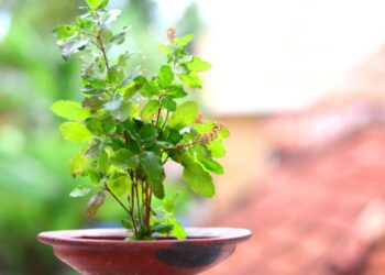 आज हरिबोधिनी एकादशी, तुलसी र दामोदरको विवाह गरी मनाइँदै