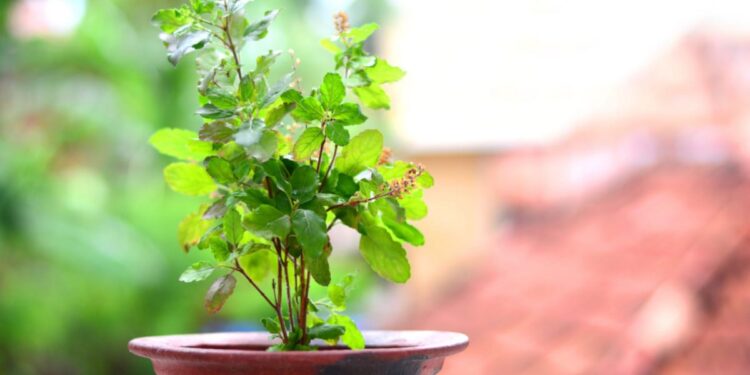 आज हरिबोधिनी एकादशी, तुलसी र दामोदरको विवाह गरी मनाइँदै