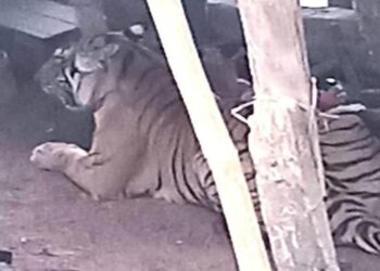 सप्तरीको फत्तेपुर बस्तीमा पस्यो बाघ, तीन जना घाइते