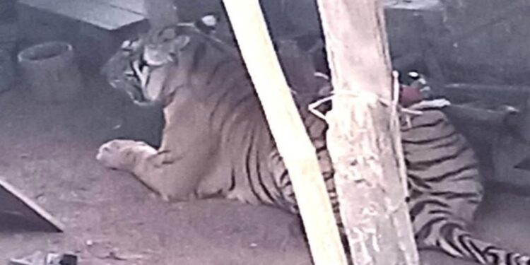 सप्तरीको फत्तेपुर बस्तीमा पस्यो बाघ, तीन जना घाइते