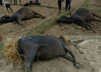 नौरङ्गियामा घाँस चर्दै गरेका ६ वटा भैँसीको  गयाे ज्यान