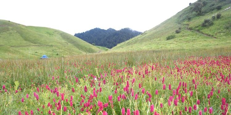 फूलहरूले सजिएको रोल्पाको जलजला