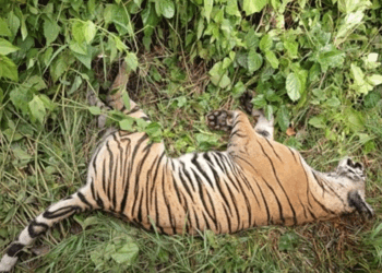 पर्साको ठोरीमा पाटे बाघ मृत भेटियो