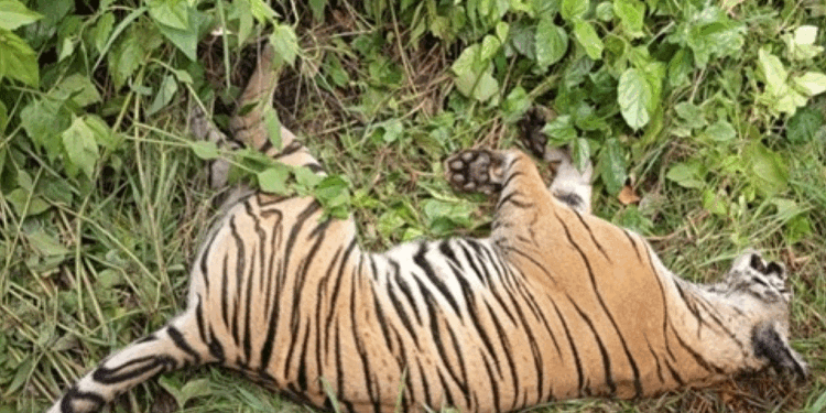 पर्साको ठोरीमा पाटे बाघ मृत भेटियो