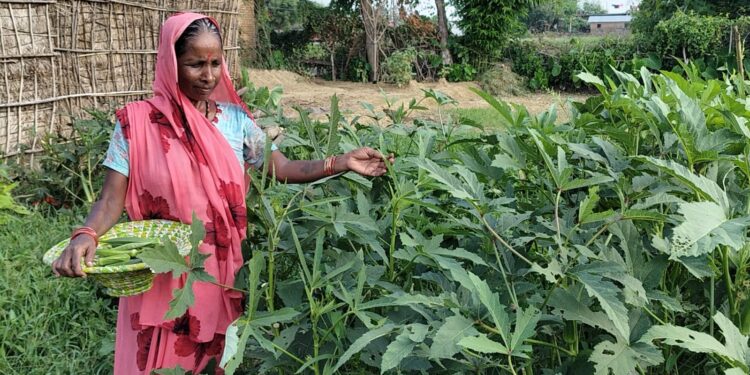 ताजा र विषादी रहित तरकारी उत्पादन गर्दै विजयनगरका महिलाहरु