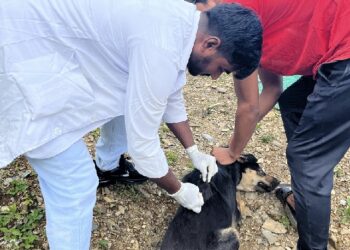 प्युठानमा रेबिजविरुद्धको खोप अभियान सञ्चालन