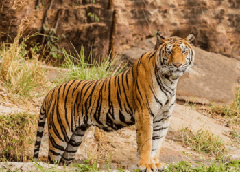 आगामी पुसमा बाघ गणना गरिने