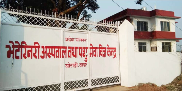वर्सेनी घट्दै पशुपालन क्षेत्रमा बजेट