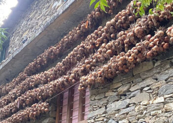 बजार नपाउँदा घरमै झुण्डियो प्याज