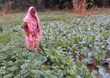 कपिलवस्तुमा ६६ वटा पोषण बगैचा निर्माण गरी पोषणको अवस्था सुधार गरीदै