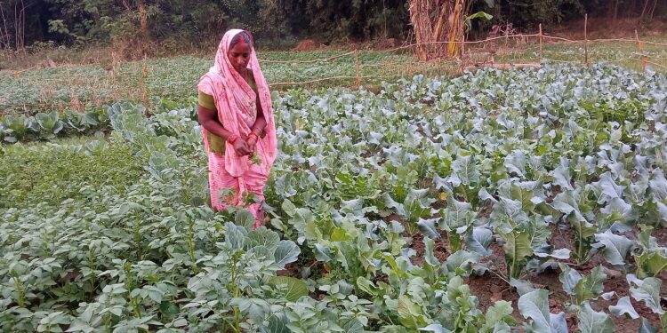 कपिलवस्तुमा ६६ वटा पोषण बगैचा निर्माण गरी पोषणको अवस्था सुधार गरीदै