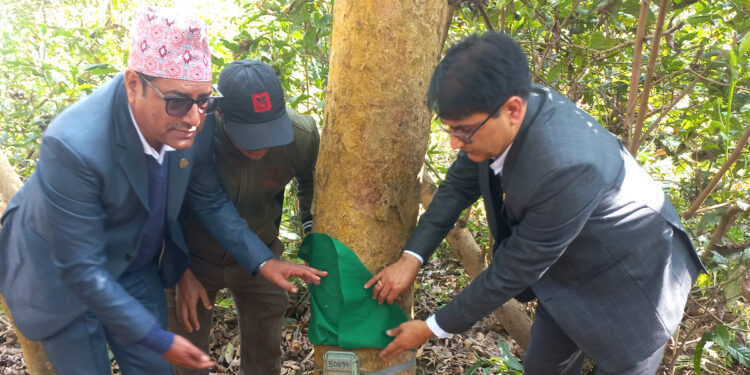 एघार सय अत्याधुनिक क्यामेराबाट बाघ गणना गरिँदै