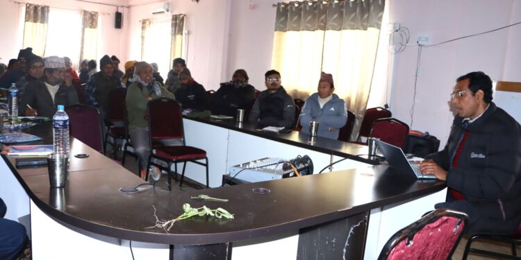 कोसेबालीको खेती घट्दै