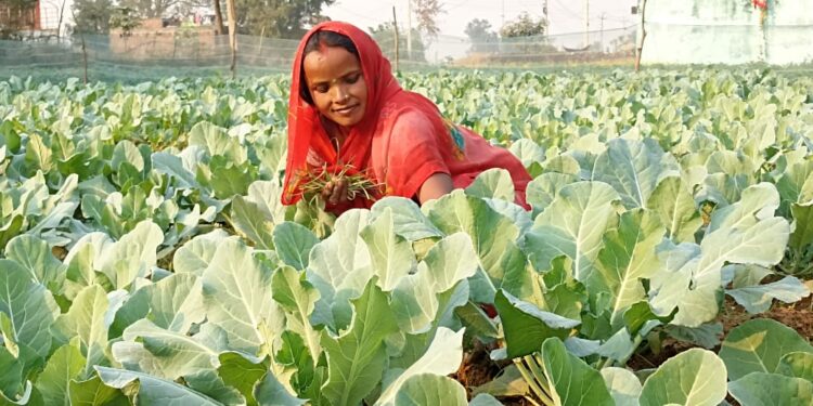 कर्म र खेतीले बदलिएको तारा चाईको जीवन
