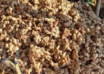 गाउँपालिकाले बेच्यो साढे पाँच करोडको अदुवा