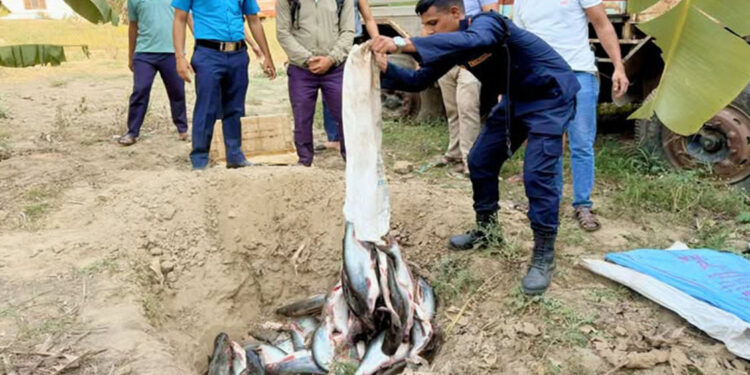 साढे दुई क्विन्टल अवैध माछा बरामद