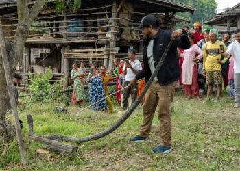 एघार फिट लामो राजगोमनको उद्धार