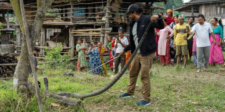 एघार फिट लामो राजगोमनको उद्धार