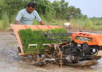मेसिनबाट धान रोपेर मनाइयाे २३ औँ राष्ट्रिय धान दिवस