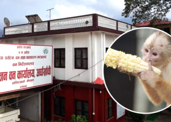 अर्घाखाँचीमा २० जना बाँदर हेरालाका लागि आवेदन आह्वान