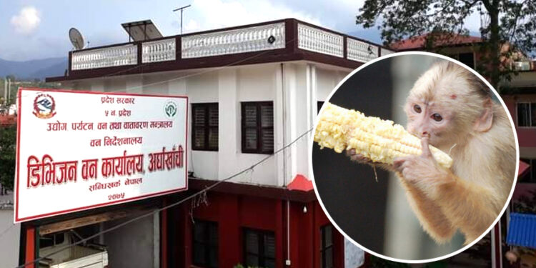 अर्घाखाँचीमा २० जना बाँदर हेरालाका लागि आवेदन आह्वान