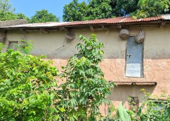 वासस्थान हराएसँगै हराउन थाले परेवा