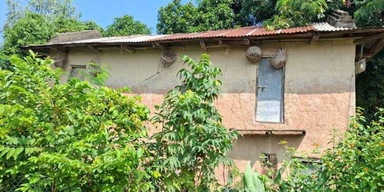 वासस्थान हराएसँगै हराउन थाले परेवा