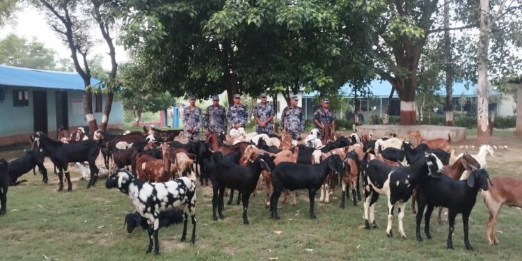 भन्सार छली ल्याइएका ८ लाख बढी मूल्यका ८० खसीबोका सशस्त्र प्रहरीको नियन्त्रणमा
