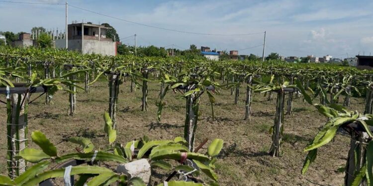 युट्युबबाट सिकेको सीपले ड्र्यागन फ्रुट खेतीमा सफलता