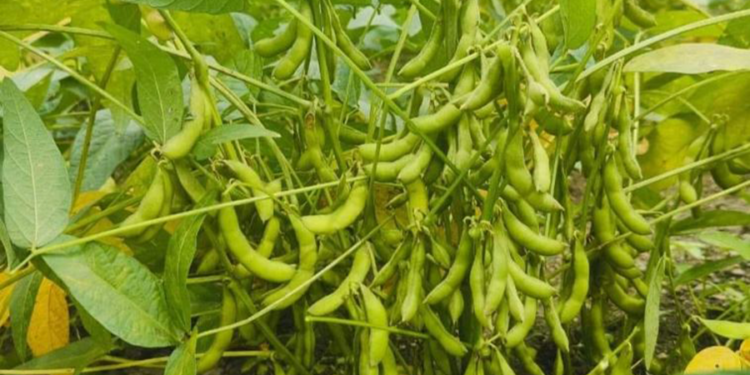 लोप हुँदै भटमासखेती