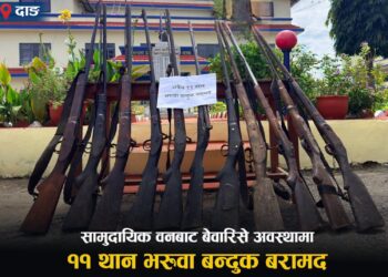 दाङका विभिन्न वन क्षेत्रबाट ११ थान भरुवा बन्दुक बरामद