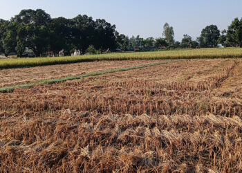 दसैँको सँघारमा किसानलाई धान भित्र्याउने चटारो