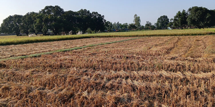 दसैँको सँघारमा किसानलाई धान भित्र्याउने चटारो