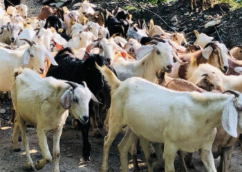 खसीबोका बेचेर वार्षिक एक अर्ब कमाउँछन् गुल्मीका किसान