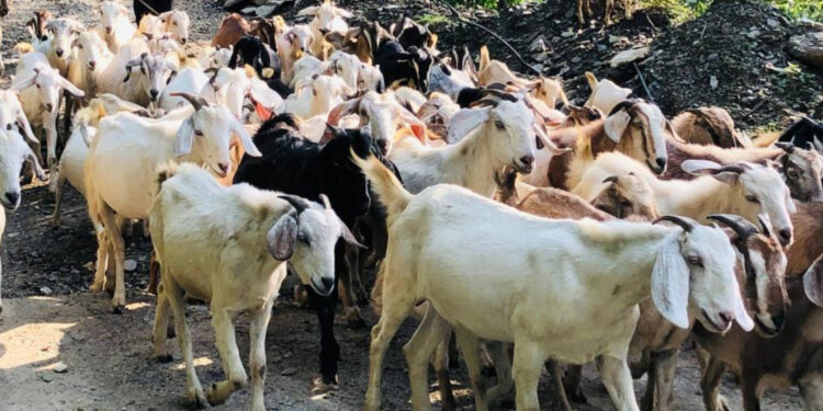 खसीबोका बेचेर वार्षिक एक अर्ब कमाउँछन् गुल्मीका किसान